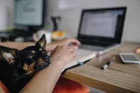 dog-laptop